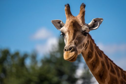 A Giraffe on a summers day at Chester zoo